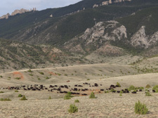 USA-Wyoming-Pryor Mountains Cattle Drives